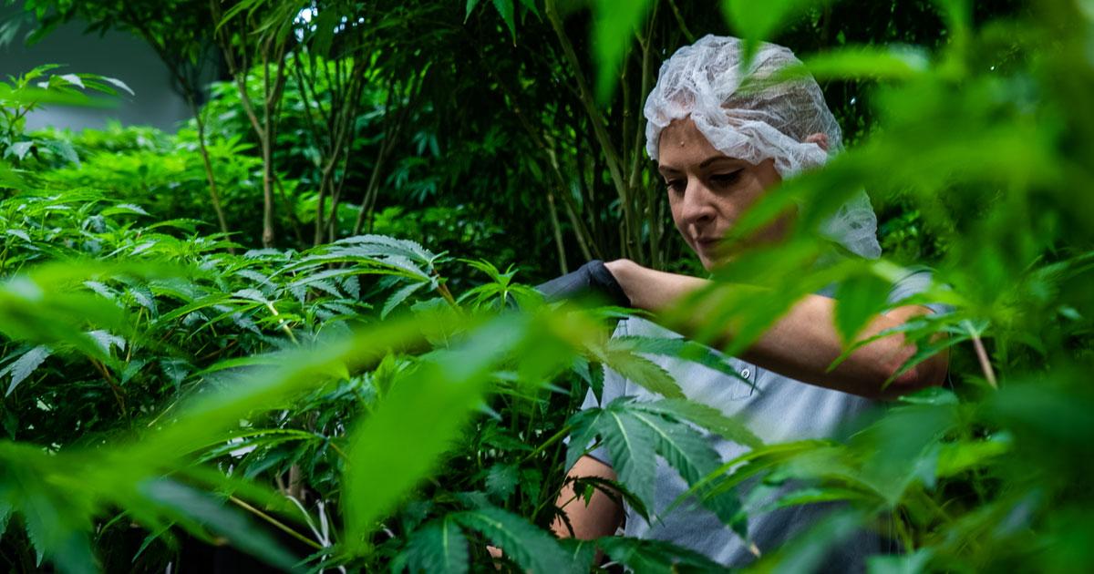 Cannabis Cultivation